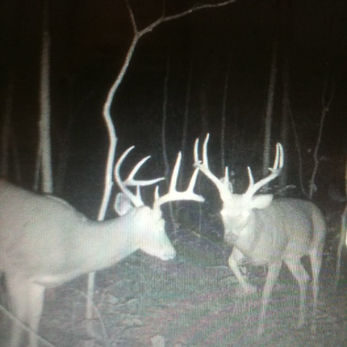 xstasyslim - into my thoughts (tommy7) [slump audios exclusive + dj banned + bl4]