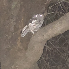 💀Bone Fleas🦟 (prod. Khail)