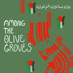 Among The Olive Groves
