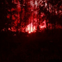 The Forest Theme