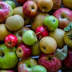 Rezidence 44 - Cider House Rules