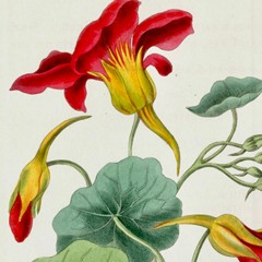 Nasturtiums