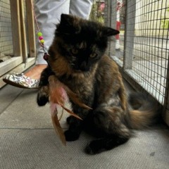 boyfriend (nightcore)