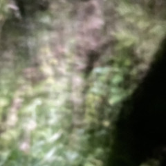 Beach Baby - Bon Iver-1