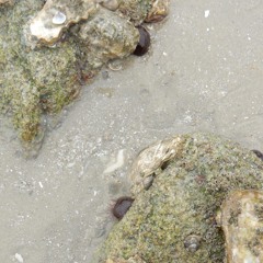 Stromatolithe, 21 décembre 2023
