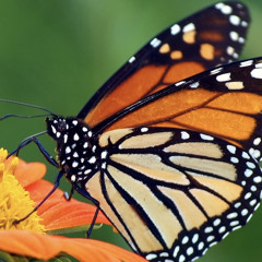 Butterfly Cage (demo)