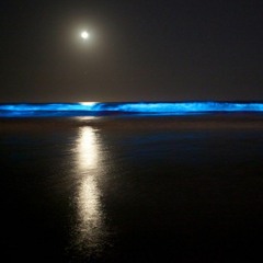 Leeví x Quantumtrax - Scubadive