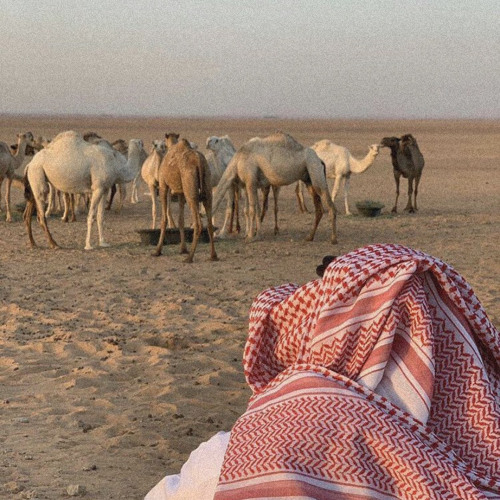 يابيشان   .  الوليد ال عامر  بطيئ