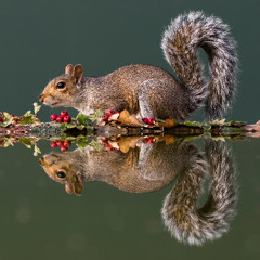 Grey Squirrel Autumn Bounty - MixPre-7824