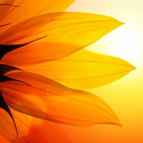 Yetti - A New Day (Fizik Remix) [Free Download]