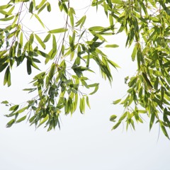 Those Eyes - cover(New West)