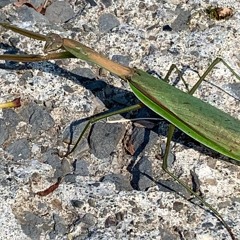 Praying Mantis Love Affair