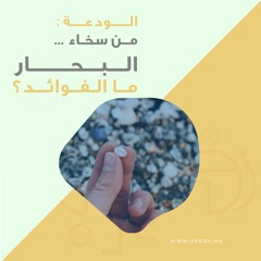 الودعة : من سخاء البحار… ما الفوائد؟