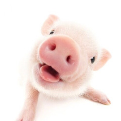 Pig (ft. 샛별)