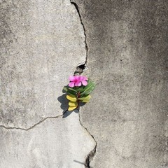 မိုးဦးမှာရူးခဲ့သည်