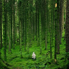 Jungle Of Ghosts