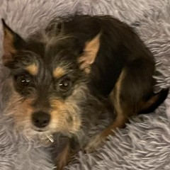 Poop Time For Clemmy