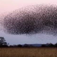 A Modulation Of Bees
