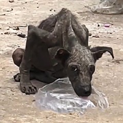 Stray Dogs (Casino)