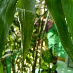 Perhaps It's Sunny Somewhere - original composition by alix