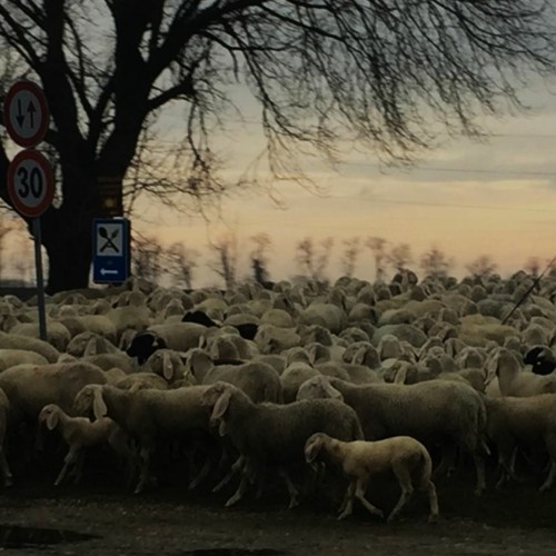 Morning Travelers