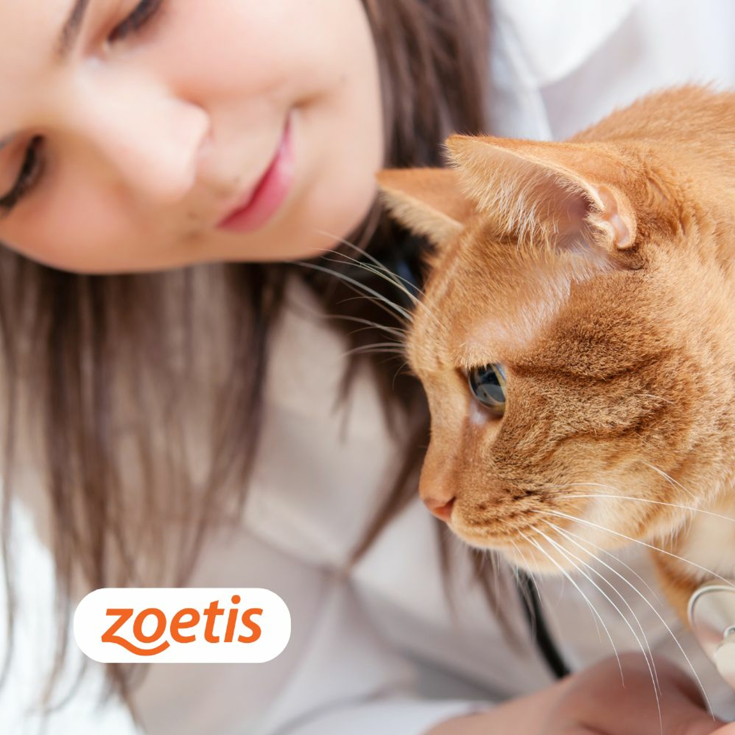 What You Can Do To Help Your Feline Patients With OA episode artwork