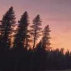 [Lofi Girl] Forest