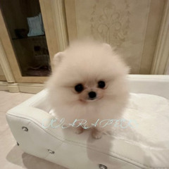 ポメチー子犬を家族に迎える安心の選択｜TIARA PETS