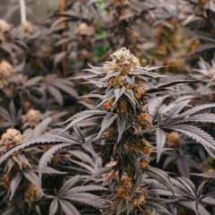 ~POT~