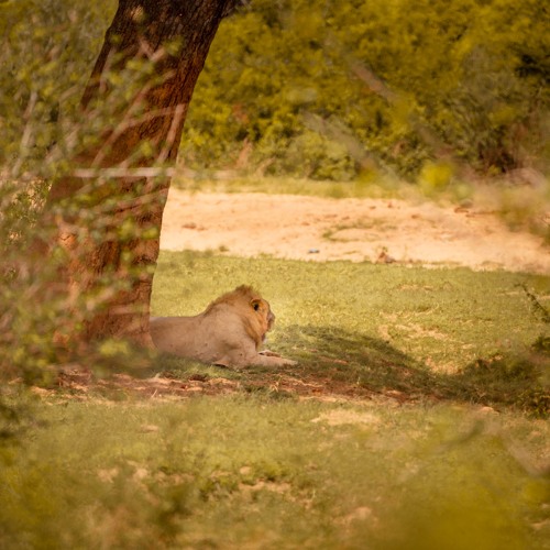 Kanderi Swamp - Dawn Chorus With Lion