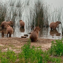 Carpinchos en el atardecer de La Laguna De Los Padres - Maria Emilia Perez