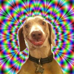 Dogs On Acid (Free DL)