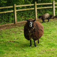 Machine man-Baptised