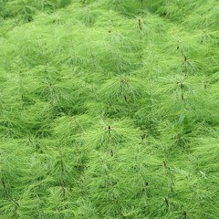 Klassische Variationen