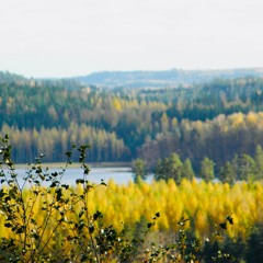 Woody Landscape (Remix)