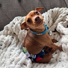 Fernando (dog)