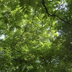 VONDELPARK