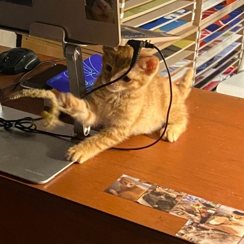 장들레 - 모르겠어요