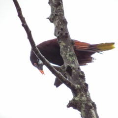 Los Idolos - Canto De La Oropéndola De Montezuma (Psarocolius montezuma)