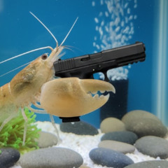 BOSSHANDS - Pistol Shrimp