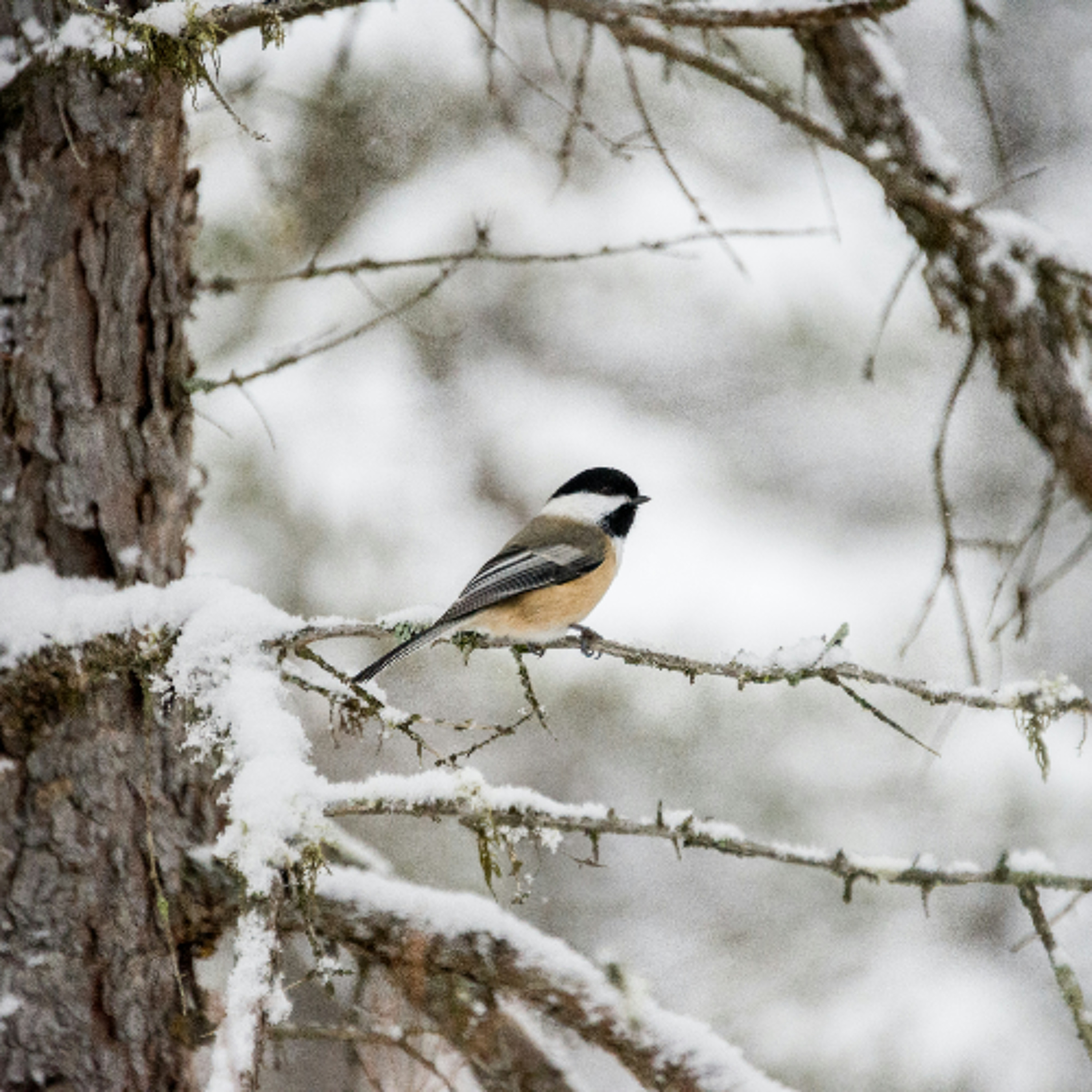 buzz_260114_Mia-Lanser