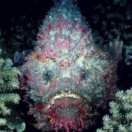 Stone Fish Photos Stock Photos, Pictures & Royalty-Free Images - iStock