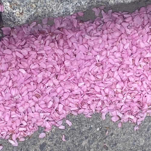 live @ köttinspektionen 20/4-24 [edited]