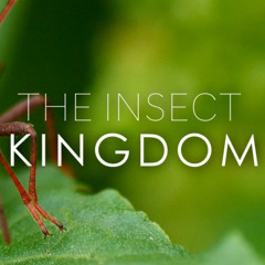 The insect kingdom - Rescore