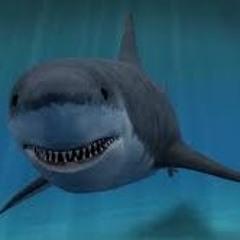 CRAZY SHARK STORY