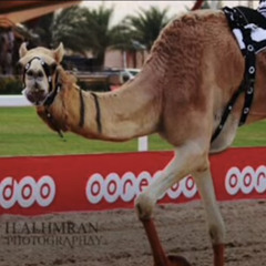 ‎⁨اغنيه/ ضو هجن العاصفه اداء/ ميحد حمد⁩.m4a