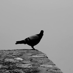 Urvogel 2010_HD