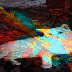 White Sab got the caronavirus