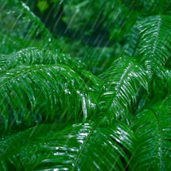 Rain Falling Sounds In Forest | Relaxing Rainstorm For Sleep, Studying Or Stress Relief (75 Minutes)