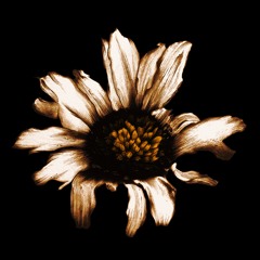 -Rejection of Peace- Terry Stirner